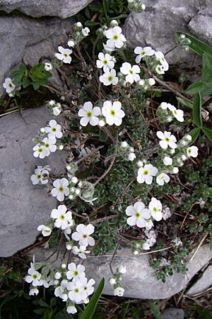 Androsace villosa \ Zottiger Mannsschild / Wooly Rock Jasmine, Kroatien/Croatia Velebit Zavizan 4.6.2008