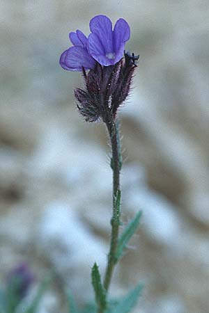 Anchusella cretica \ Kretischer Krummhals, Kroatien Pelješac, Mokalo 4.4.2006