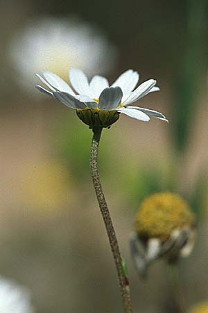 Anthemis chia \ Chios-Hundskamille, Kroatien Pelješac, Ston 4.4.2006