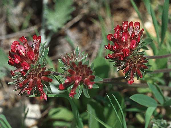 Anthyllis vulneraria subsp. weldeniana \ Weldens Wundklee / Welden's Kidney Vetch, Kroatien/Croatia Korčula, Prizba 5.4.2006