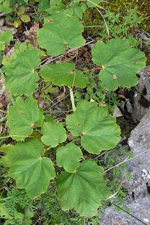 Acer obtusatum \ Schneeball-Ahorn, Kroatien Velebit 18.8.2016