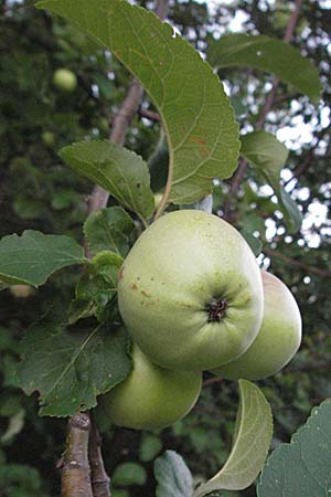 Malus domestica \ Kultur-Apfel, Kroatien Rijeka 16.7.2007