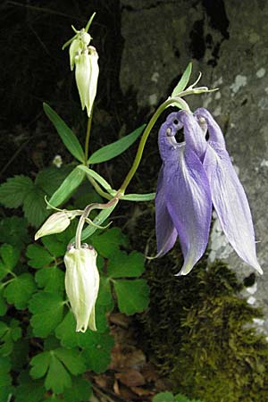 Aquilegia vulgaris \ Gemeine Akelei / Columbine, Kroatien/Croatia Velebit Oltare 31.5.2006