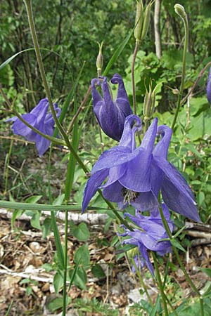 Aquilegia vulgaris \ Gemeine Akelei / Columbine, Kroatien/Croatia Velebit Oltare 31.5.2006