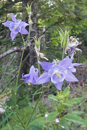 Aquilegia kitaibelii \ Kitaibels Akelei / Kitaibel's Columbine, Kroatien/Croatia Velebit 30.6.2010