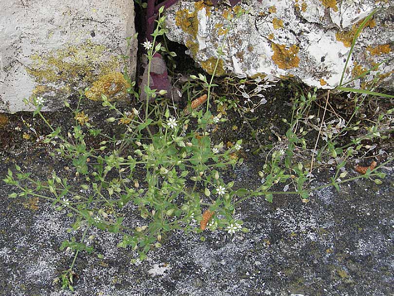 Arenaria serpyllifolia \ Quendelblättriges Sandkraut / Thyme-Leaved Sandwort, Kroatien/Croatia Istrien/Istria, Poreč 26.5.2006