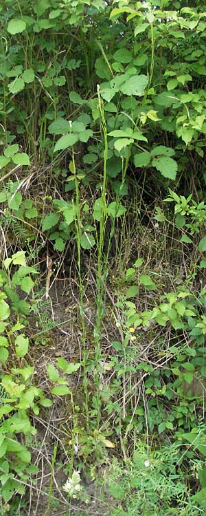 Arabis nemorensis ? \ Flachschotige Gnsekresse, Auen-Gnsekresse, Kroatien Istrien, Gračišće 27.5.2006