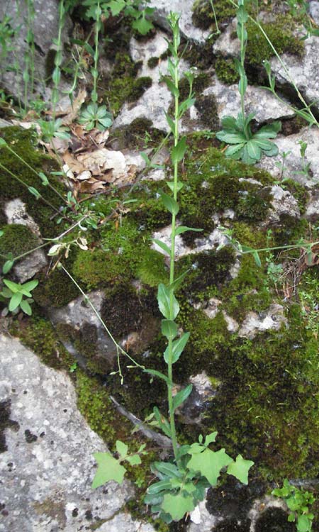 Arabis nemorensis ? \ Flachschotige Gnsekresse, Auen-Gnsekresse, Kroatien Velebit Zavizan 1.6.2006