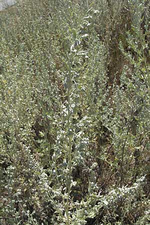 Artemisia absinthium / Wormwood, Croatia Istria, Labin 15.7.2007