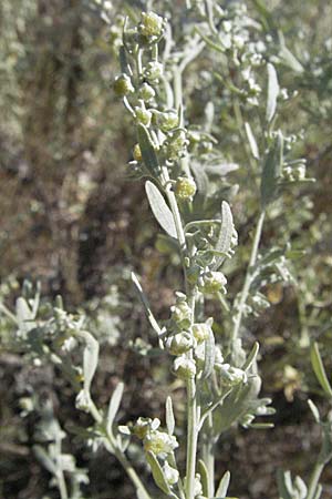 Artemisia absinthium / Wormwood, Croatia Istria, Labin 15.7.2007