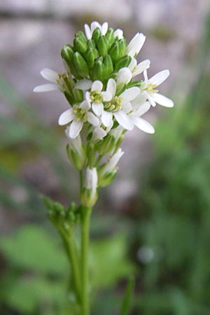 Arabis turrita \ Turm-Gnsekresse / Tower Cress, Kroatien/Croatia Plitvička 1.6.2008