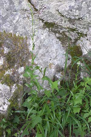 Arabis turrita \ Turm-Gnsekresse / Tower Cress, Kroatien/Croatia Plitvička 1.6.2008