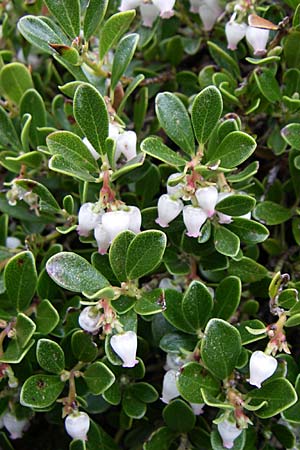 Arctostaphylos uva-ursi \ Immergrne Brentraube / Bearberry, Kroatien/Croatia Velebit Zavizan 4.6.2008