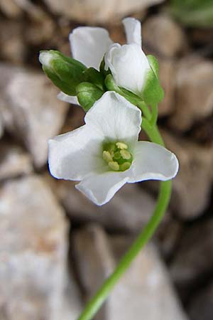 Arabis scopoliana \ Krainer Gnsekresse, Kroatien Velebit Zavizan 4.6.2008