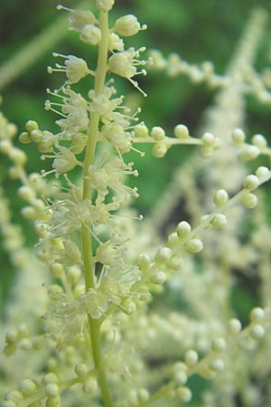 Aruncus dioicus / Goat's Beard, Croatia Učka 28.6.2010