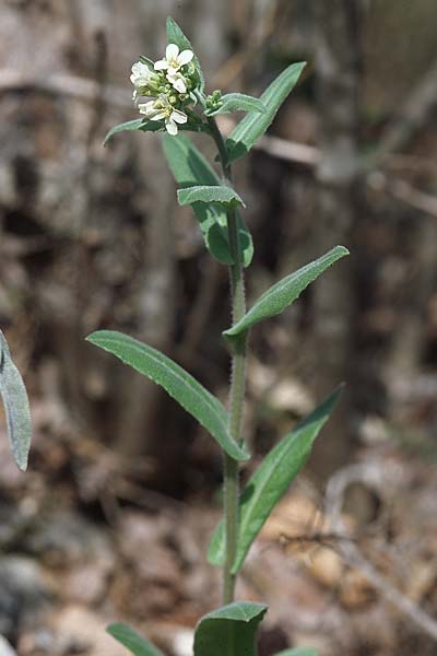 Arabis turrita \ Turm-Gnsekresse, Kroatien Pelješac, Pijavicino 4.4.2006