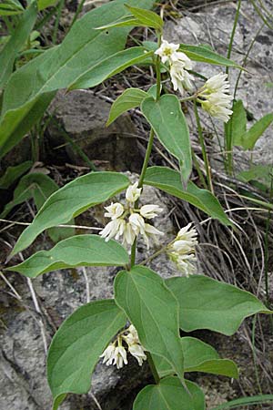 Vincetoxicum hirundinaria \ Schwalbenwurz / White Swallow Wort, Kroatien/Croatia Istrien/Istria, Gračišće 27.5.2006