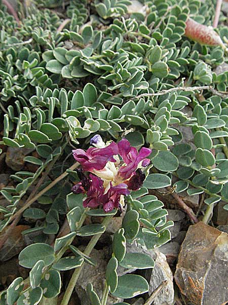 Astragalus monspessulanus subsp. illyricus \ Illyrischer Tragant, Kroatien Senj 2.6.2006