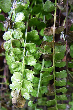 Asplenium viride \ Grnstieliger Streifenfarn / Green Spleenwort, Kroatien/Croatia Velebit Zavizan 4.6.2008