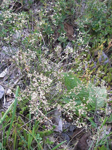 Asperula staliana \ Stalios Meier / Stalio's Woodruff, Kroatien/Croatia Velebit 18.8.2016