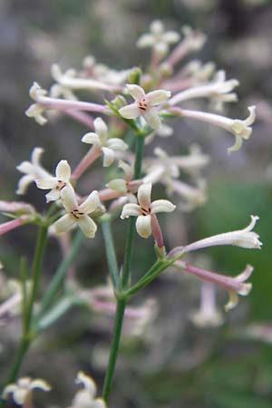 Asperula staliana \ Stalios Meier / Stalio's Woodruff, Kroatien/Croatia Velebit 18.8.2016