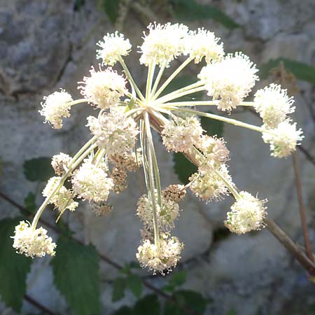 Angelica sylvestris \ Wald-Engelwurz, Gewhnliche Engelwurz / Wild Angelica, Kroatien/Croatia Risnjak 14.8.2016