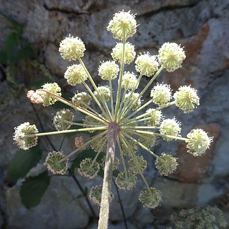 Angelica sylvestris \ Wald-Engelwurz, Gewhnliche Engelwurz / Wild Angelica, Kroatien/Croatia Risnjak 14.8.2016