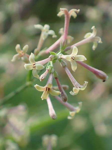 Asperula staliana \ Stalios Meier / Stalio's Woodruff, Kroatien/Croatia Velebit 18.8.2016