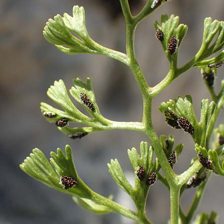 Asplenium fissum \ Zerschlitzter Streifenfarn, Kroatien Velebit 19.8.2016