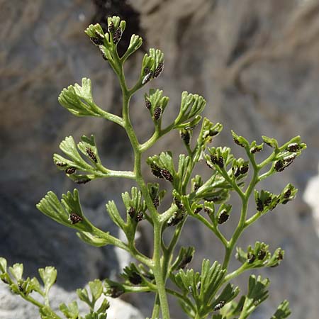 Asplenium fissum \ Zerschlitzter Streifenfarn, Kroatien Velebit 19.8.2016