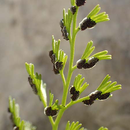 Asplenium fissum \ Zerschlitzter Streifenfarn / Cleft Spleenwort, Kroatien/Croatia Velebit 19.8.2016