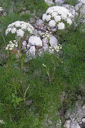 Athamanta cretensis ? \ Gewöhnliche Augenwurz, Alpen-Augenwurz / Candy Carrot, Kroatien/Croatia Učka 28.6.2010