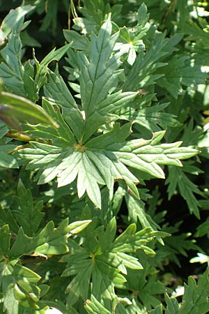 Aconitum variegatum \ Gescheckter Eisenhut / Manchurian Monk's-Hood, Variegated Monk's-Hood, Kroatien/Croatia Risnjak 14.8.2016