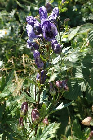 Aconitum variegatum \ Gescheckter Eisenhut / Manchurian Monk's-Hood, Variegated Monk's-Hood, Kroatien/Croatia Risnjak 14.8.2016