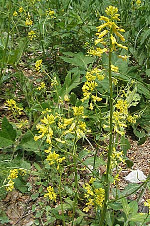 Barbarea arcuata \ Bogenfrchtiges Barbarakraut / Yellow Rocket, Kroatien/Croatia Velebit Zavizan 1.6.2006