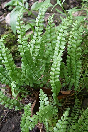 Asplenium viride \ Grnstieliger Streifenfarn, Kroatien Plitvička 1.6.2008