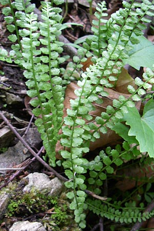 Asplenium viride \ Grnstieliger Streifenfarn, Kroatien Plitvička 1.6.2008