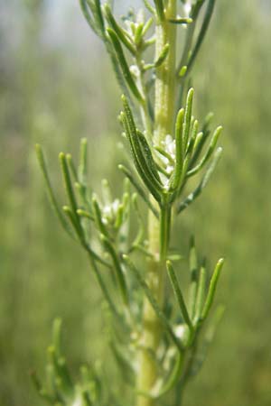 Bassia scoparia \ Besen-Radmelde, Sommerzypresse / Summer Cypress, Kroatien/Croatia Senj 29.6.2010