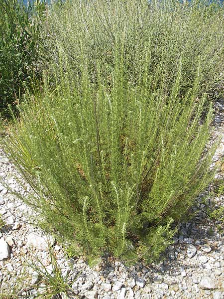 Bassia scoparia \ Besen-Radmelde, Sommerzypresse / Summer Cypress, Kroatien/Croatia Senj 29.6.2010