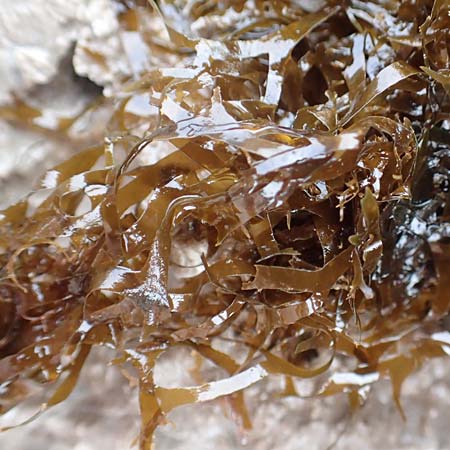 Taonia atomaria \ Braun-Alge / Seaweed, Kroatien/Croatia Istrien/Istria, Lovran 13.8.2016