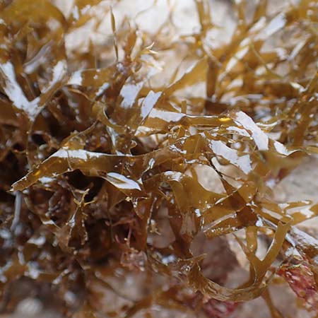 Taonia atomaria / Seaweed, Croatia Istria, Lovran 13.8.2016