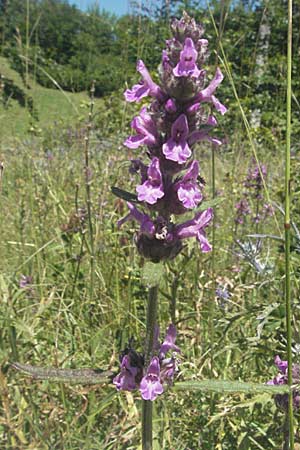 Betonica officinalis \ Echte Betonie, Heil-Ziest, Kroatien Velebit 16.7.2007