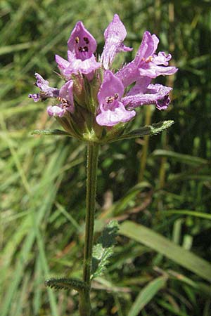 Betonica officinalis \ Echte Betonie, Heil-Ziest / Betony, Kroatien/Croatia Plitvička 19.7.2007