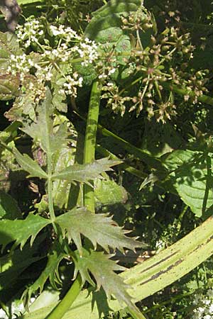 Berula erecta \ Aufrechte Bach-Berle, Aufrechter Merk / Lesser Water Parsnip, Kroatien/Croatia Istrien/Istria, Kršan 15.7.2007