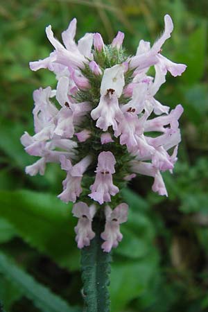 Betonica officinalis \ Echte Betonie, Heil-Ziest, Kroatien Velebit 18.8.2016