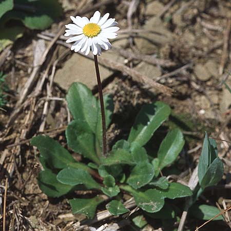 Bellis perennis / Common Daisy, Croatia Gruda 3.4.2006