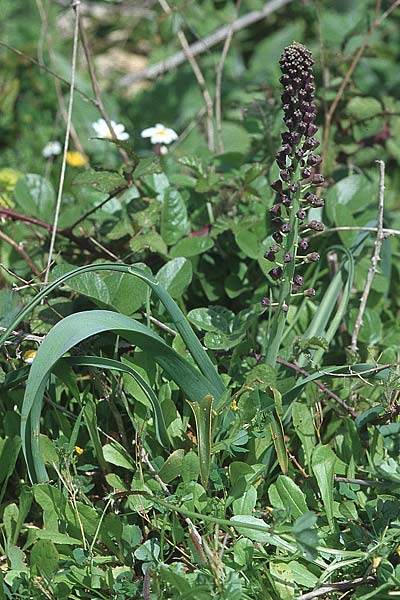 Muscari comosum \ Schopfige Traubenhyazinthe / Tassel Hyacinth, Kroatien/Croatia Korčula, Prizba 5.4.2006