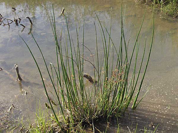 Schoenoplectus tabernaemontani \ Tabernaemontanus' Flechtbinse, Salz-Teichsimse, Kroatien Gospic 17.7.2007