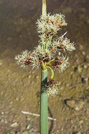 Schoenoplectus tabernaemontani \ Tabernaemontanus' Flechtbinse, Salz-Teichsimse, Kroatien Gospic 17.7.2007