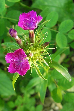 Dianthus barbatus \ Bart-Nelke / Sweet William, Kroatien/Croatia Medvednica 1.7.2010